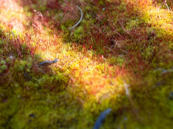 Mousse Rouge Verte Soleil Mousse Dans Forêt Gros Plan Coloré — Photo