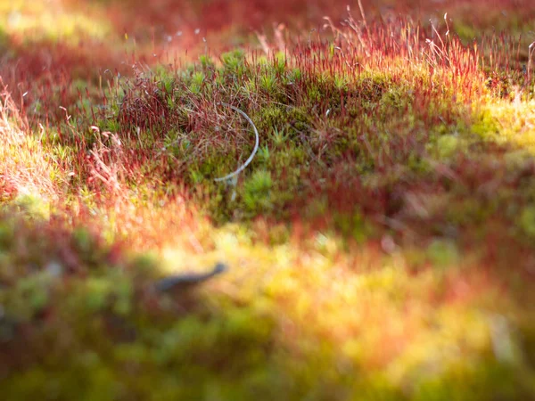 Mousse Rouge Verte Soleil Mousse Dans Forêt Gros Plan Coloré — Photo