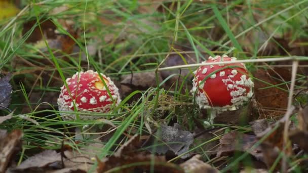 Jonge rode vlieg agarics in het zomerwoud. 4K video. giftige paddenstoel. — Stockvideo