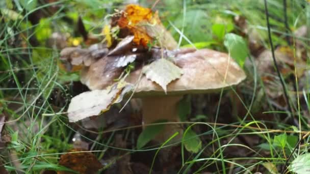 Белый гриб на поляне в лесу. поиск грибов. грибы в опавших листьях — стоковое видео