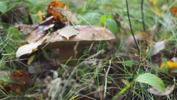 Witte paddestoel in een open plek in het bos. Zoek naar paddenstoelen. paddenstoelen in gevallen bladeren — Stockvideo