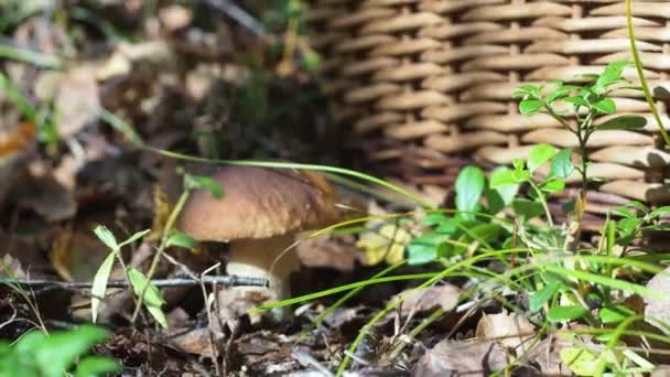 Fungo bianco in una radura nella foresta. ricerca di funghi. funghi in foglie cadute — Video Stock