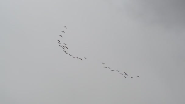 Coin Grues Vole Travers Ciel Troupeau Oiseaux Dans Coin Émigration — Video