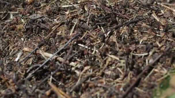 Lesní mravenci v mraveništi. nejtvrdší - pracovní zvířata. — Stock video