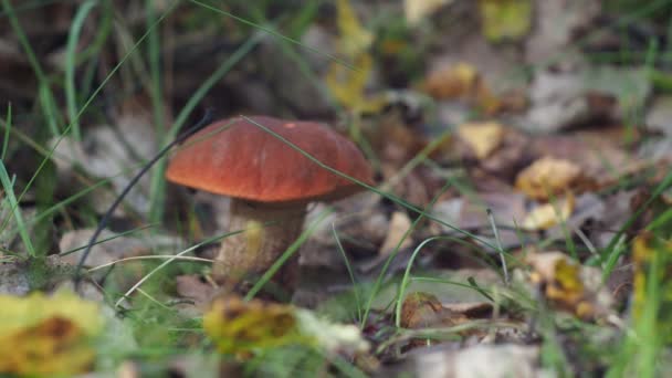 Couper un beau champignon avec un couteau. krasnogolovik dans la forêt. la recherche de champignons comme passe-temps. — Video