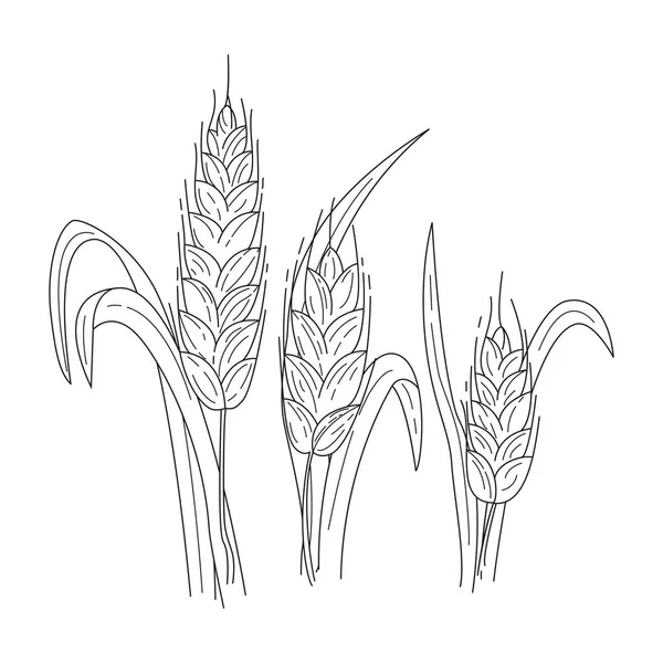 Уши Пшеницы Хлопьев Ржи Ячменя Урожай Сельское Хозяйство Пекарня Тема — стоковый вектор