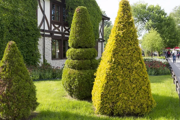 Juicy Prato Del Giardino Russo Decorato Con Cespuglio Triangolare Nella — Foto Stock