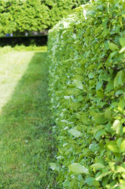 Peterhof üst bahçede yollarının. 4 Temmuz 2018. Rusya, güneşli yaz gün