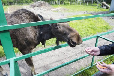Elk Kostroma yedekte. Rusya, yaz güneşli gün.