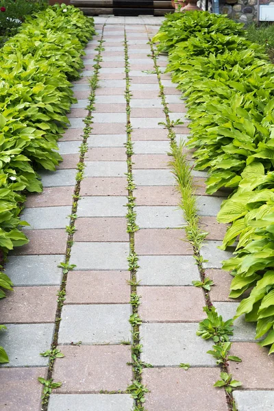 Sidewalk Track Tiles Park Green Grass — Stock Photo, Image