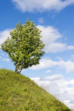 Yaz güneşli gökyüzü arka plan ile tepe üzerinde ağaç.
