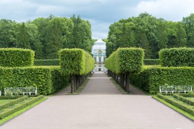 Tsarskoye Selo Pushkin, St Petersburg, sokakta Park, ağaçlar ve çalılar, yolları yaz güneşli bir günde yürüyüş.