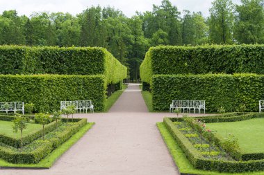 Tsarskoye Selo Pushkin, St Petersburg, sokakta Park, ağaçlar ve çalılar, yolları yaz güneşli bir günde yürüyüş.
