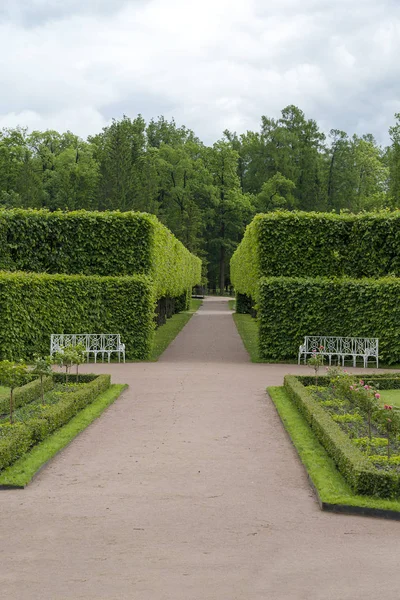 Tsarskoye Selo Pushkin São Petersburgo Beco Parque Árvores Arbustos Percursos — Fotografia de Stock