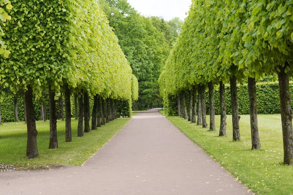 Tsarskoye Selo Pushkin, St Petersburg, sokakta Park, ağaçlar ve çalılar, yolları yaz güneşli bir günde yürüyüş.