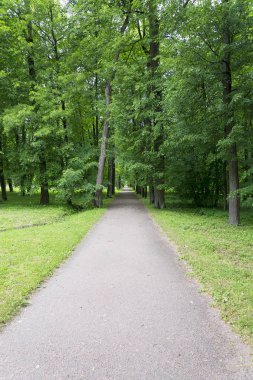 Tsarskoye Selo Pushkin, St Petersburg, sokakta Park, ağaçlar ve çalılar, yolları yaz güneşli bir günde yürüyüş.