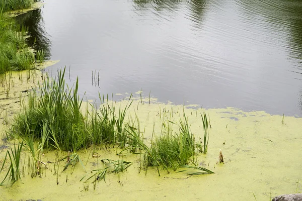 Swamp Water Green Cane Sunny Summer Day — Stock Photo, Image