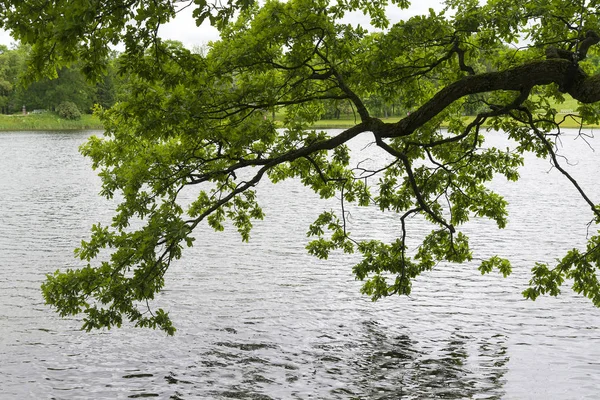 Branch Summer Tree Water Summer Season — Stock Photo, Image