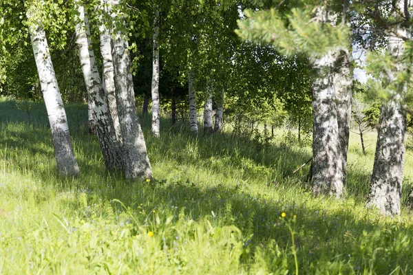 햇빛에 자작나무 — 스톡 사진