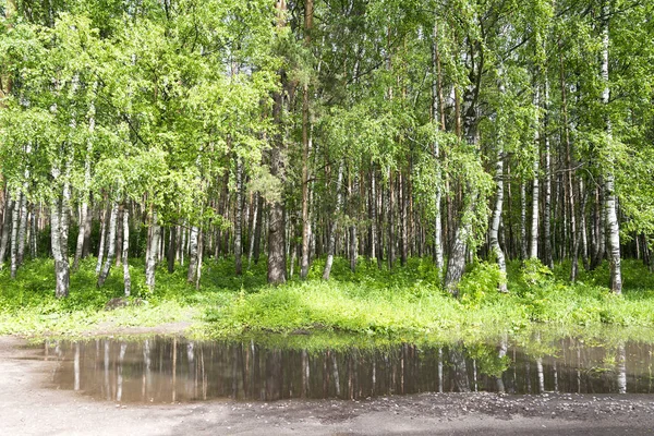 Дерева Калюжа Кущі Дорозі Літній Сезон Після Дощу — стокове фото