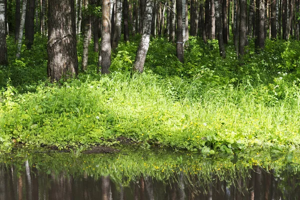 Bush Water Bush Reflection — Stock Photo, Image