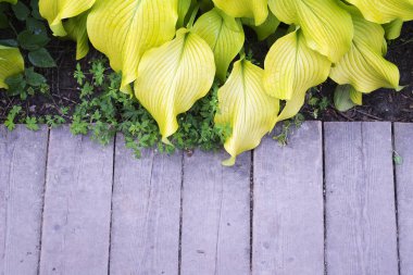 Ahşap yolda, en iyi görünüm büyük yeşil yaprakları. Doğal arka plan.