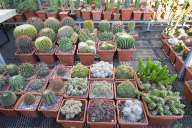 birçok farklı şekil ve büyüklükte, saksı, fidan, dükkanın dikenli kaktüs, sergi Park olarak.