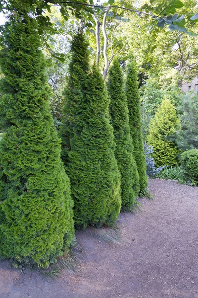 Cónico Abeto Canadiense Hermoso Árbol Verde Cerca Hasta Cuatro Piezas — Foto de Stock