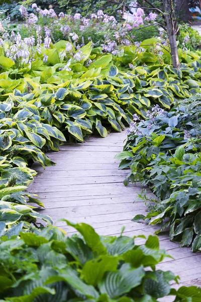 Green Large Leaves Wooden Path Summer Day Background — Stock Photo, Image