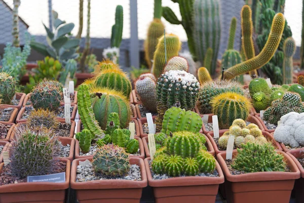 多くの異なった形およびサイズ 鉢植え ショップのとげのあるサボテン 公園のパビリオンの展覧会 — ストック写真