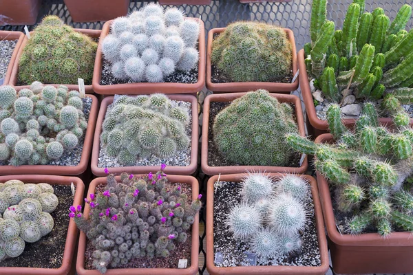 Muchos Cactus Espinosos Diferentes Formas Tamaños Macetas Plántulas Tienda Exposición — Foto de Stock