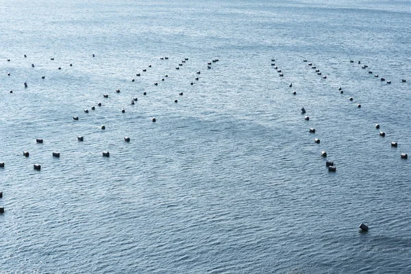 Barris Mar Plantações Ostras Crescer Ostras Mar — Fotografia de Stock