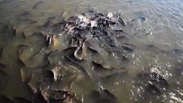 Les poissons mangent du pain, beaucoup de poissons à la surface de l'étang. Lac en Thaïlande .