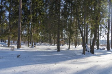 Ahşap çardak bir güneşli kış gününde ormanda. Çam ağaçlarının çevresinde çardak.