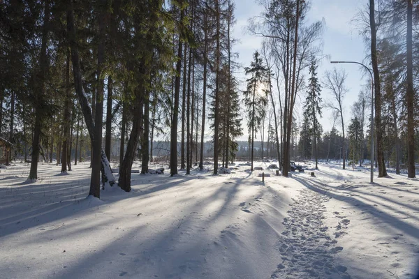 Шлях Взимку Сонячний Ліс Сосновий Ліс Взимку Сонячний День — стокове фото