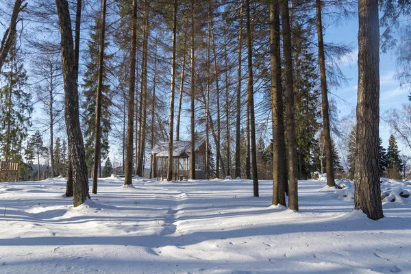 Holzlaube Wald Einem Sonnigen Wintertag Kiefern Rund Den Pavillon — Stockfoto