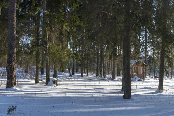 Holzlaube Wald Einem Sonnigen Wintertag Kiefern Rund Den Pavillon — Stockfoto