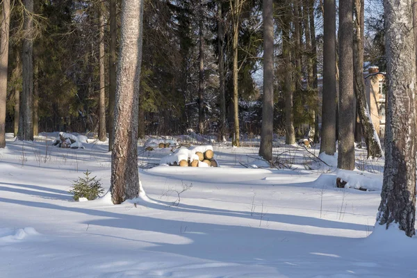 Baumstämme Winterwald Schneebedeckt Kiefernwald Der Nähe Des Dorfes — Stockfoto