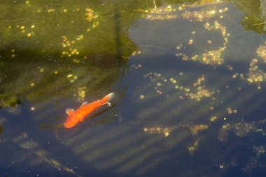 Koi paraları ile havuzda. Madeni paralardaki bakır kan hücrelerini etkiler ve solungaçlardaki mukus üretimini arttırır.