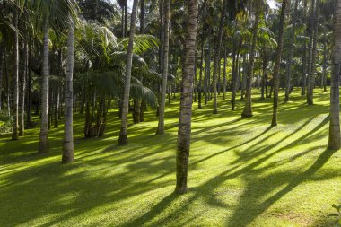 Bakımlı çimler ve büyüyen palmiye ağaçları. Açık hava rekreasyon.
