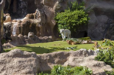 Tenerife adasındaki hayvanat bahçesinde beyaz kaplan.