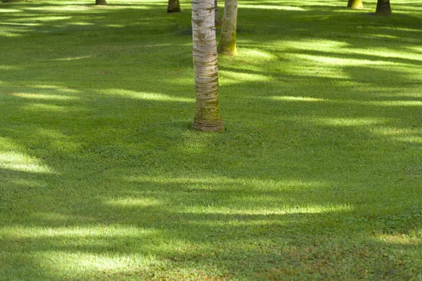 Välskötta gräsmatta och växande palmer. Friluftsliv. — Stockfoto