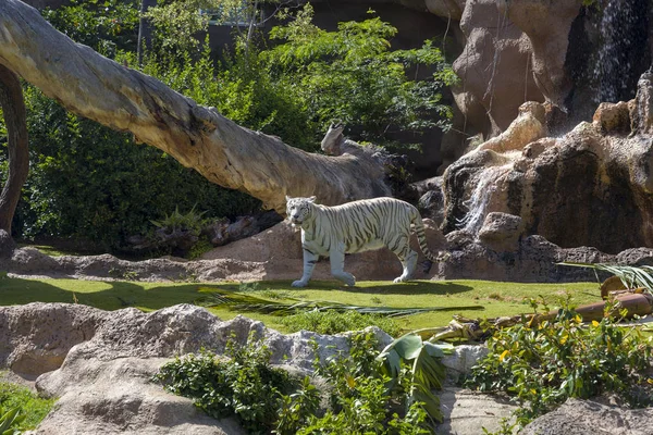 White tiger at the zoo on the island of Tenerife.