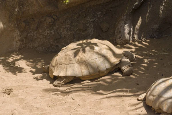 Velká želva na písečné pláži, Tenerife Island. — Stock fotografie
