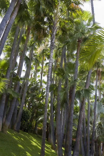 Tall palmer på ön Teneriffa. — Stockfoto