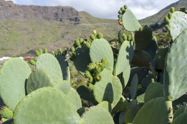 Tenerife adasında dağlarda büyüyen kaktüs. — Stok fotoğraf