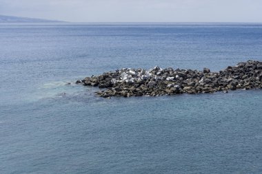 Tenerife adasının kayaçları ve deniz kenarı görünümü.