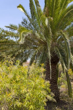 Kanarya Palm Phoenix canariensis palmiye familyasından Arecaceae familyasından bir çiçekli bitki türüdür..