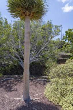 Küçük bir palmiye ağacı Tenerife Kanarya adası.