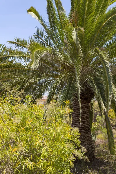 Kanarya Palm Phoenix canariensis palmiye familyasından Arecaceae familyasından bir çiçekli bitki türüdür..